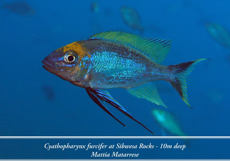 Cyathopharynx furcifer 'Sibwesa'